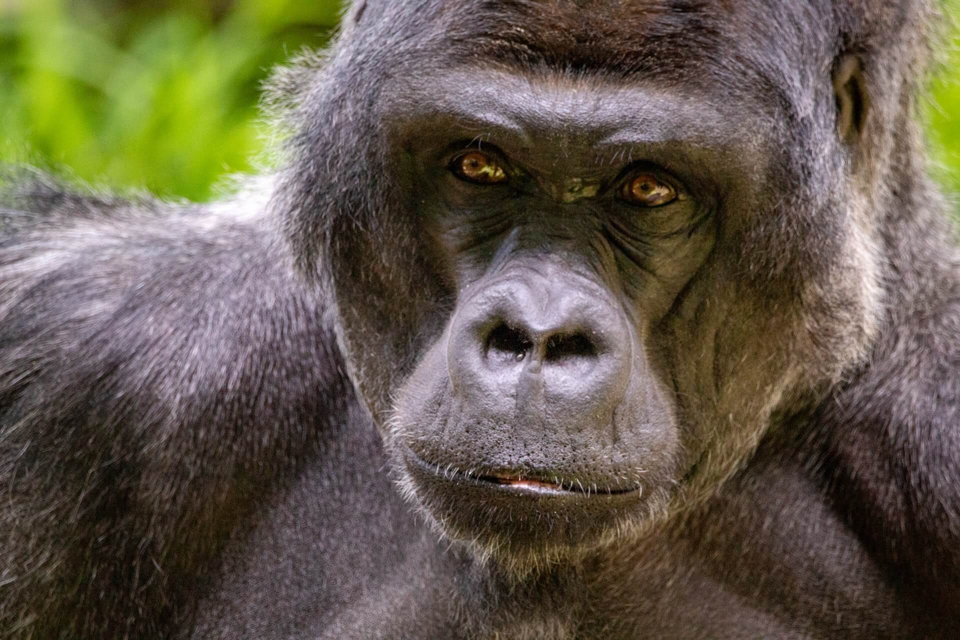 Read more about the article The 900-pound Gorilla: Moral Acuity