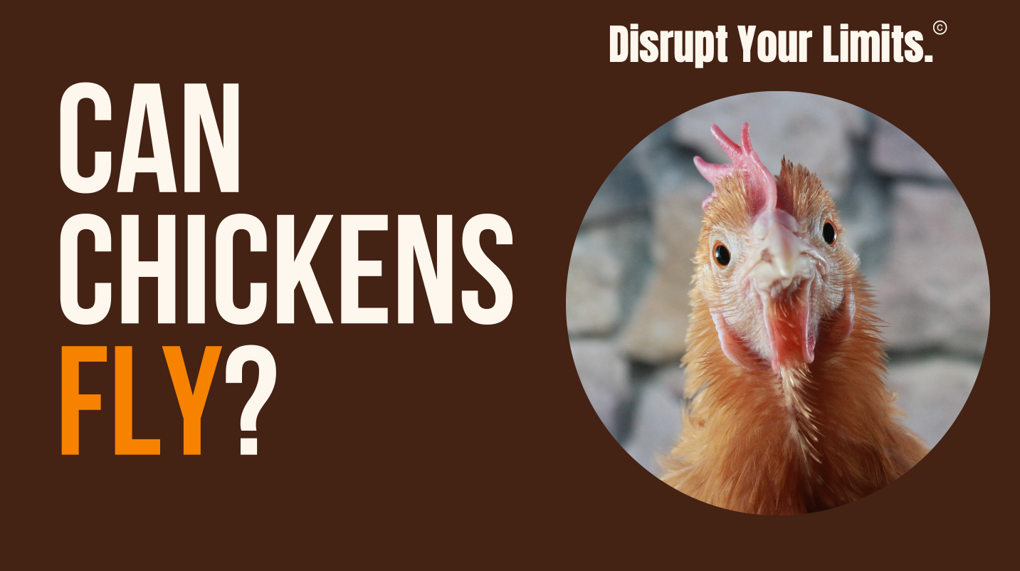 Read more about the article Can Chickens Fly?